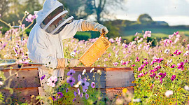 honningbier dør youmg 11 15