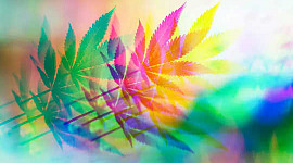 Wie Cannabis den Geist beeinflusst 3 14