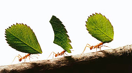向蚂蚁学习 11 15