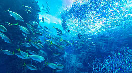 sostenibilidad del océano 4 27