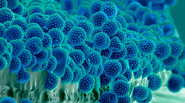 pollenseizoen verslechtert 3 19