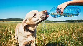 protect your pet in heatwave 7 30