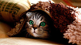 o pisică cu ochii mari care se ascunde sub un covor