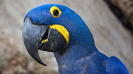 Macaw ya hyacinth (Anodorhynchus hyacinthinus)