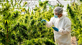 een persoon met een laboratoriumjas en een haarnetje in een cannabiskas