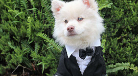 a young dog wearing a tuxedo