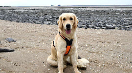 hond zittend op het strand (een golden retriever)