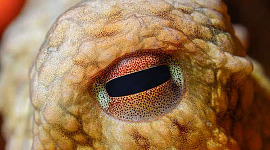 mustekalan silmä