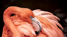 różowe flamingi