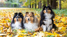 three dogs sitting down out in nature