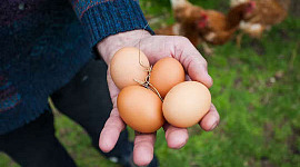 कुछ अंडे पकड़े हुए खुले हाथ की तस्वीर