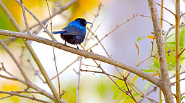 en blå fugl som sitter på en gren