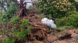 kæmpe træ føltes af stormen og propantanken hviler i en vinkel delvist i luften.