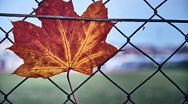 uma folha de outono vermelha presa em uma cerca de arame