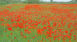 isang field na may maraming matingkad na pulang poppies
