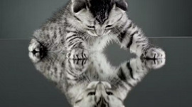 kotek stojący na lustrzanej powierzchni bawiący się swoim odbiciem
