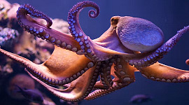 blæksprutte