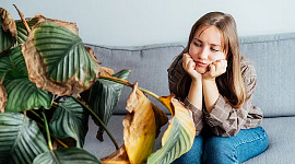 kobieta siedzi na kanapie, wpatrując się w bardzo niezdrowo wyglądającą roślinę doniczkową