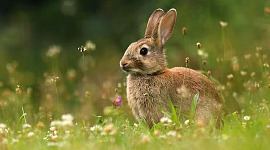en vild kanin eller hare