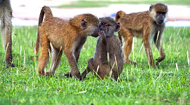 hai con khỉ đầu chó trò chuyện