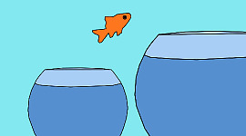 زرد مچھلی ایک پیالے سے دوسرے میں چھلانگ لگا رہی ہے۔
