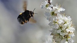 lebah di atas bunga