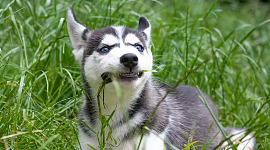 hund som spiser gress