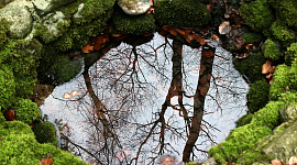 copaci reflectați într-o fântână de piatră