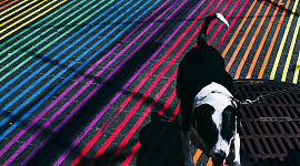 can dogs see colors3 1 10