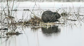 how beavers improve ecosystems 1 28