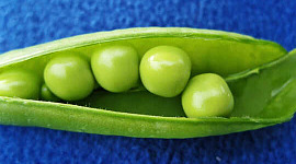 मटर एक हरी फली में एक नीले रंग की पृष्ठभूमि के खिलाफ