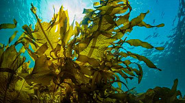Годування сільськогосподарських тварин морськими водоростями може допомогти боротися зі стійкістю до антибіотиків та зміною клімату