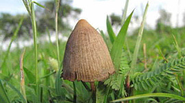 cogumelos mágicos 2 17
