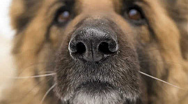 يتم تدريب هذه الكلاب على استنشاق فيروس كورونا. معظمهم لديهم نسبة نجاح 100٪