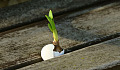 uma planta crescendo de uma casca de ovo em uma rachadura entre pedaços de madeira